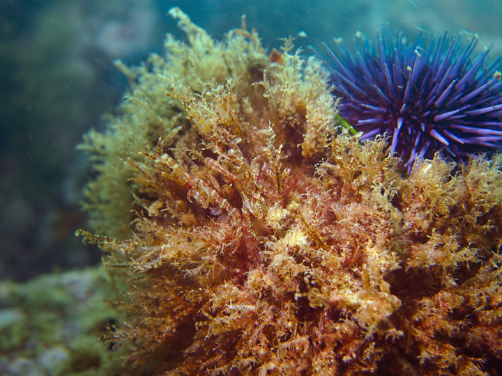 amphipods and sea urchin